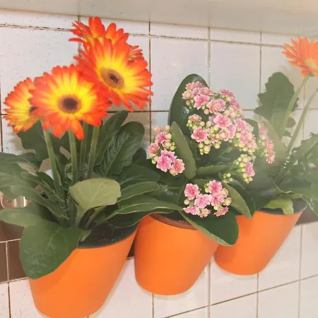 Lotus Bed and breakfast