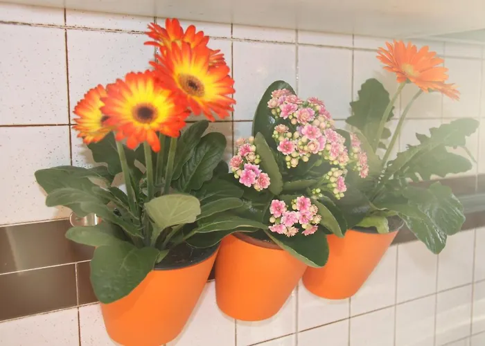 Lotus Nocleg ze śniadaniem